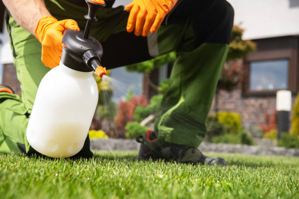 Best Termite Control Services  in Springville, VA