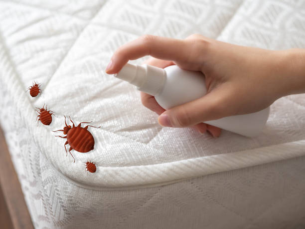 Best Pest Inspection Near Me  in Springville, VA